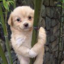 우리집 강아지 이미지