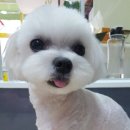 푸른펫살롱 이미지