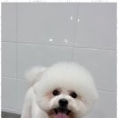 멍멍살롱 - 성남시 중원구 산성대로552번길 13 | 멍멍살롱