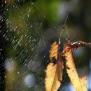 거미줄에 걸린 가을 / 장수경의 '이야기가 있는 사진' 이미지