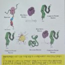 콜렌60도 이미지