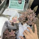 쩐다육