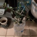 증산-012 이미지