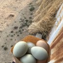 소먹이는집5 네이버블로그