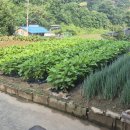 다마내기 이미지