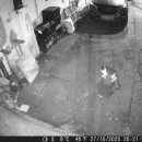 콩콩설기 이미지