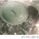 [스크랩] 새만금 간척사업이 가져다 준 선물 비안도 고려청자