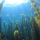 수중산책 이미지