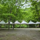 우림집투 이미지