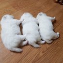 말랑말랑 이미지