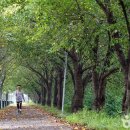 한국지엠 함안지정서비스 | [경상남도 함안군] 칠원천 벚꽃길