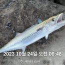 장타PC | 새만금 군산 삼치 시즌 루어낚시 후기 액션 방법(10.24~10.26)