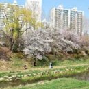 내트럭(주)평택사업소 | 부천 벚꽃 명소 및 부천 벚꽃 축제