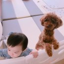 복댕이네 이미지
