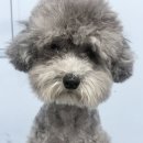 스타일 퍼피 | [진주애견미용] 실버푸들 담비의 스포팅 스타일 변신 — 테일러퍼피 진주점 미용후기