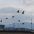 내가천 | 단비가 내린 날,1차 퇴비를 뿌렸다. 내가천을 걷고 냉이라면을 끓여먹다.
