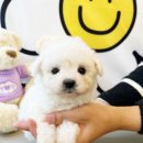 베베독 강아지분양 대구본점 이미지