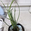 새한약국 이미지