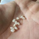 오케이라이스센터 이미지