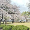 정독도서관 | [서울 벚꽃 명소 추천] 여유롭고 조용한 정독도서관 벚꽃놀이 후기