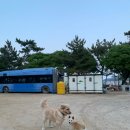 벌천포민박 | [서산 바닷가 분위기 좋은 캠핑장 추천] 벌천포 해수욕장, 벌천포 오토캠핑장 시설 이용 후기