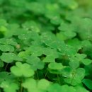네잎클로버 이미지