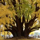 연화동막국수 이미지