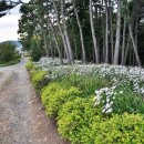 들꽃향기 사랑방 이미지