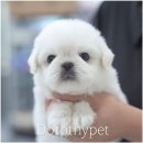 곱슬강아지 이미지