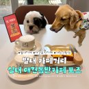 팍스도그트레이닝센터 | 남양주 별내 신상카페 포즈｜대형견도 환영하는 별내 카페거리 실내 애견동반카페