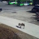 자인파출소 이미지