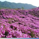 2022-05월 10일(화) 합천 황매산 선홍색 양탄자 같은 철쭉능선 트래킹 이미지