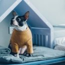 도그앤조이(Dog&Joy) 이미지