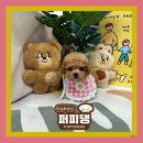 퍼피댕 강아지분양 안심분양소 광명점 말티푸 미니비숑 토이푸들 이미지