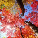 가을비 낙엽 위에 (황금찬) 이미지