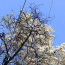 개나리공원1 이미지