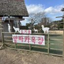 대신목장 | 제주 도치돌 알파카 목장 14개월 아기 실내 추천 후기