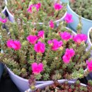 늘푸른농원 이미지