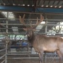 사슴목장 이미지