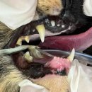 피카소 동물병원 | 피카소 동물병원 전발치 후기