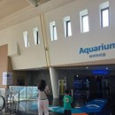 동부문구분식 | 🐠 제주 성산 서귀포 아이와 가볼 만한 곳 아쿠아플라넷 제주 방문후기