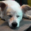 계양SKY동물메디컬센터 이미지