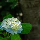 하솔마을 모월숲 나문재 카페( 6/29일 출사) 이미지