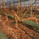 한림농원 이미지