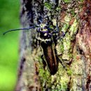 장수하늘소 이미지