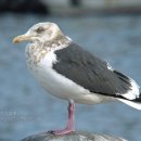 큰재갈매기 Slaty-backed Gull 114 이미지