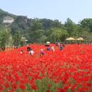 붕어섬축구장 이미지