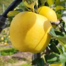 일심1로R 이미지