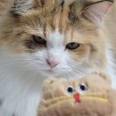 세븐펫 고양이 애착인형 로프토이 이갈이에 좋은 펫토이