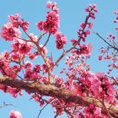 문인화로 봄을 열다 | 2026 전남 신안 임자도 홍매화축제 개막! 5만 그루 홍매화 실화? 신안섬 날짜 일정 가볼만한곳 총정리